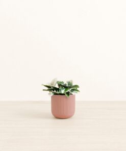 Hoya Tri Color - Small Small Yoko