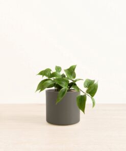 Jade Pothos - Medium Era