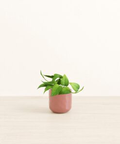 Jade Pothos - Small Small Yoko