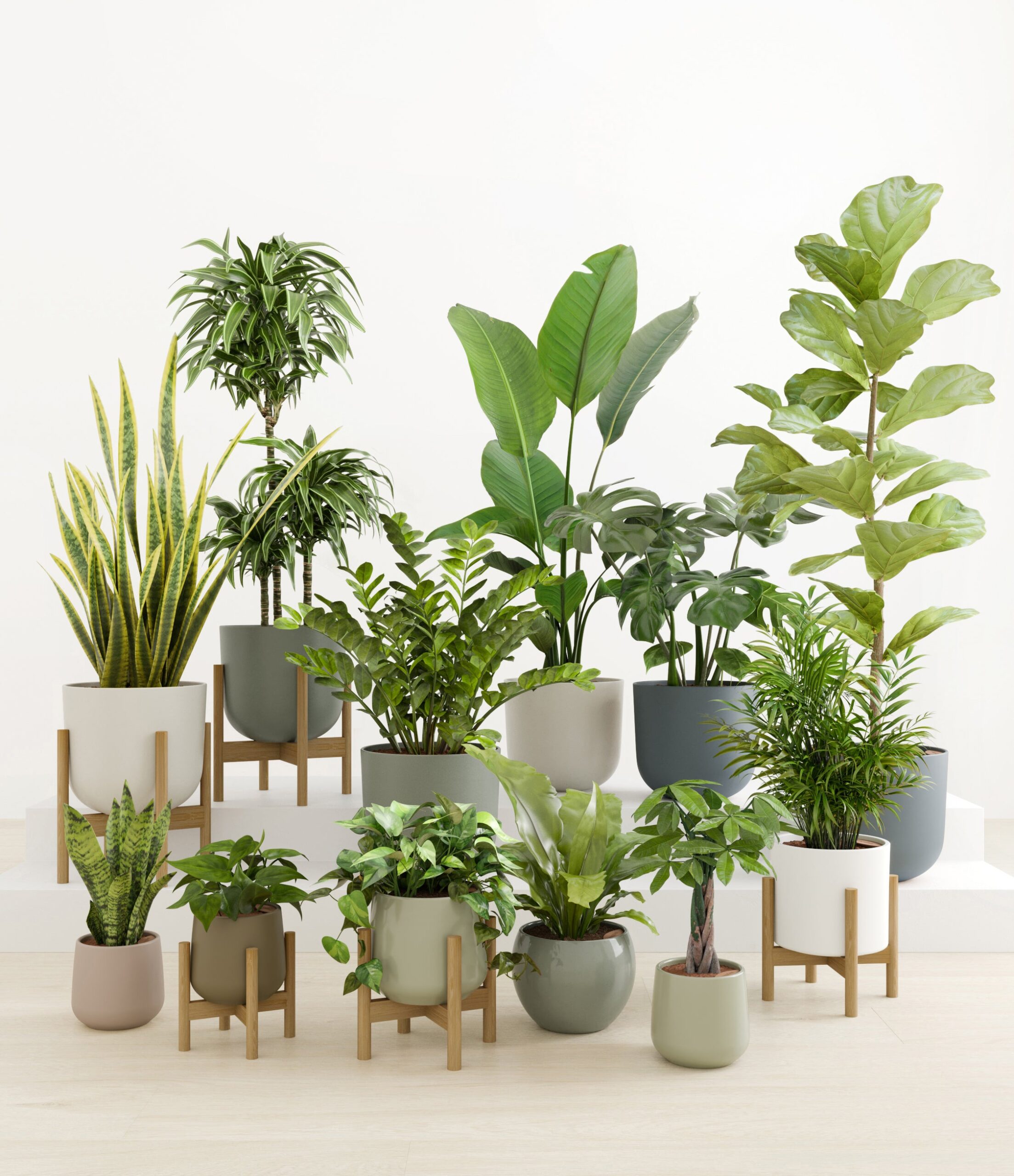 Jaw-Dropping_Jungle_studio_countryside_5_stands.jpg