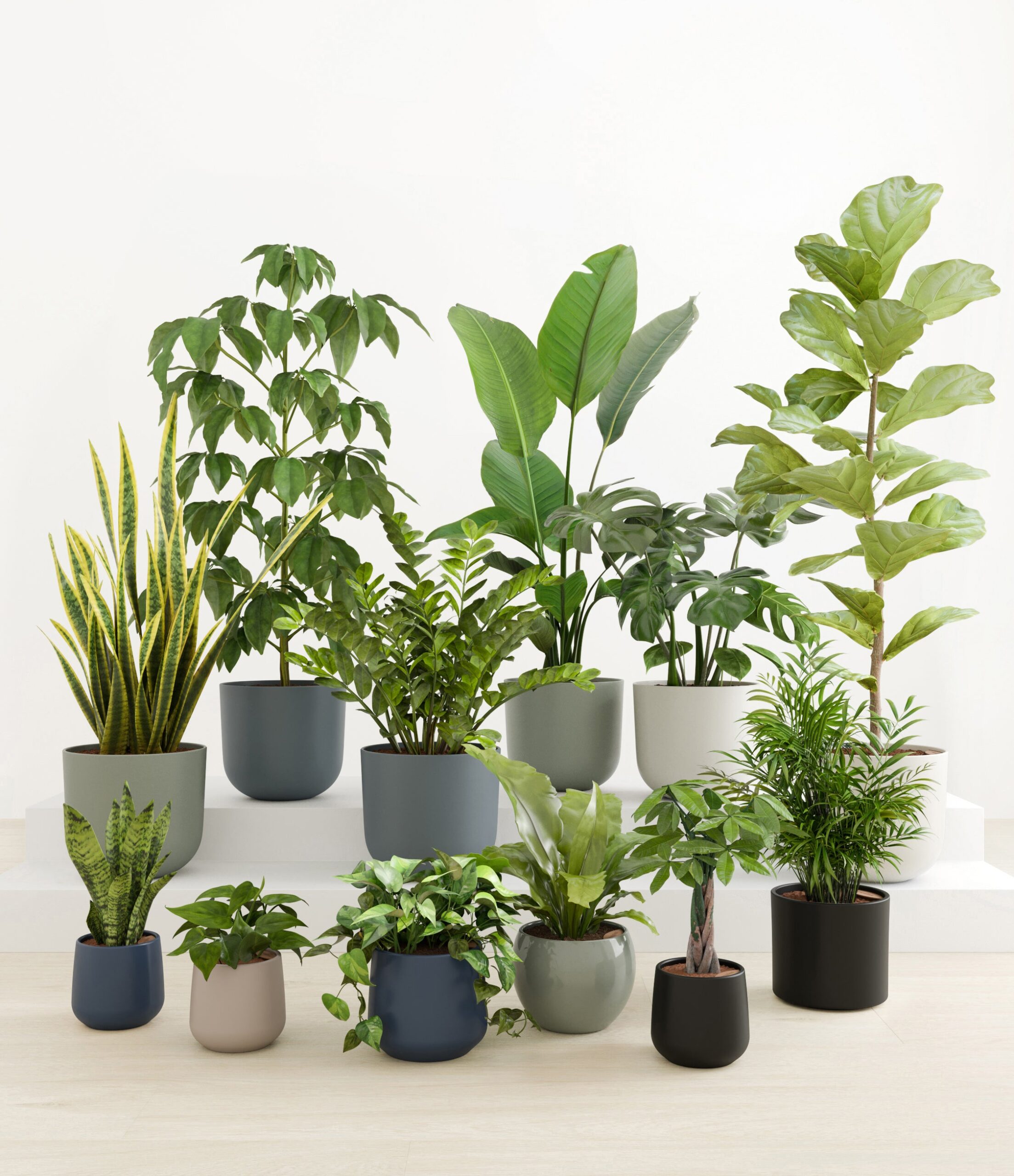 Jaw-Dropping_Jungle_studio_deep_forest_0_stands.jpg