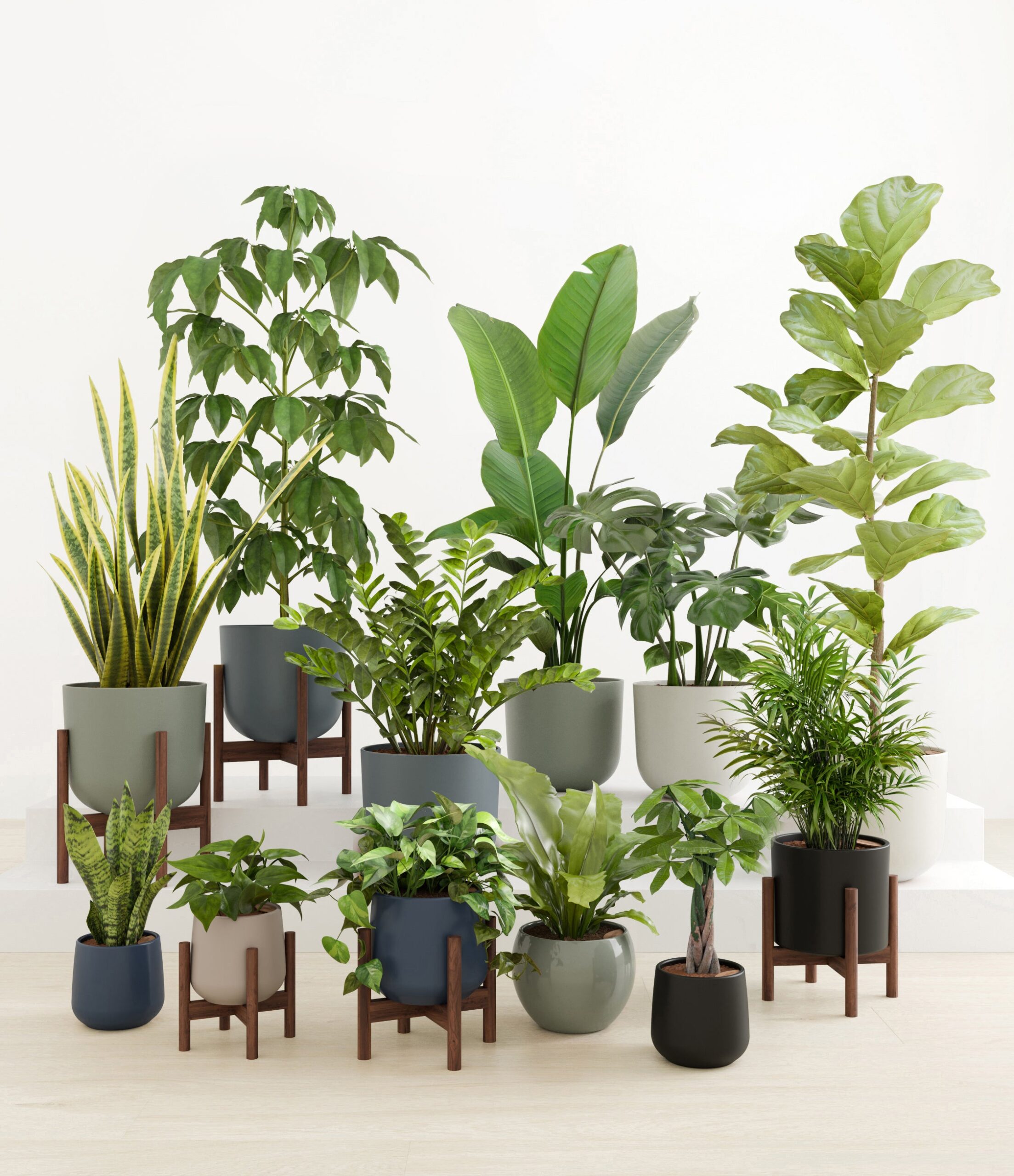Jaw-Dropping_Jungle_studio_deep_forest_5_stands.jpg