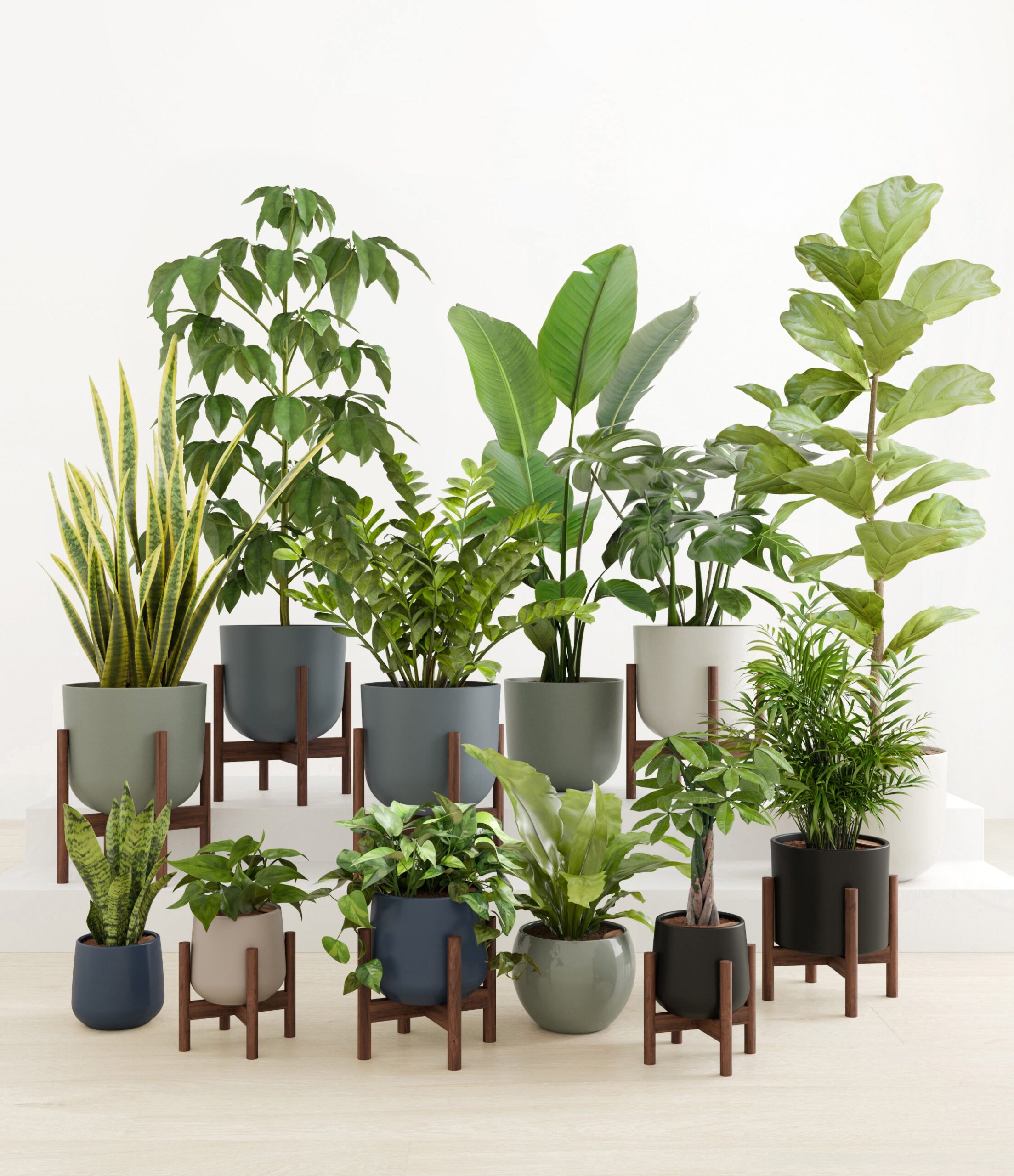 Jaw-Dropping_Jungle_studio_deep_forest_8_stands.jpg