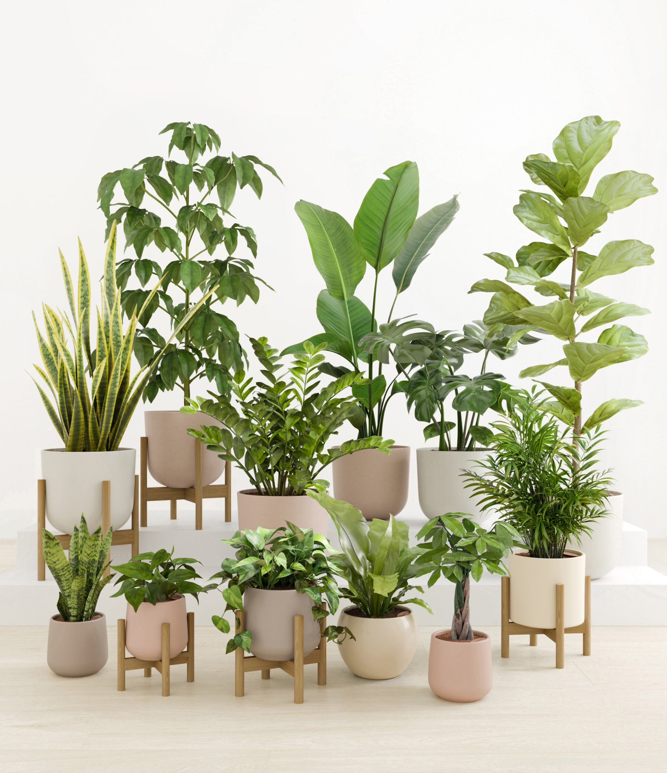 Jaw-Dropping_Jungle_studio_sandy_5_stands.jpg