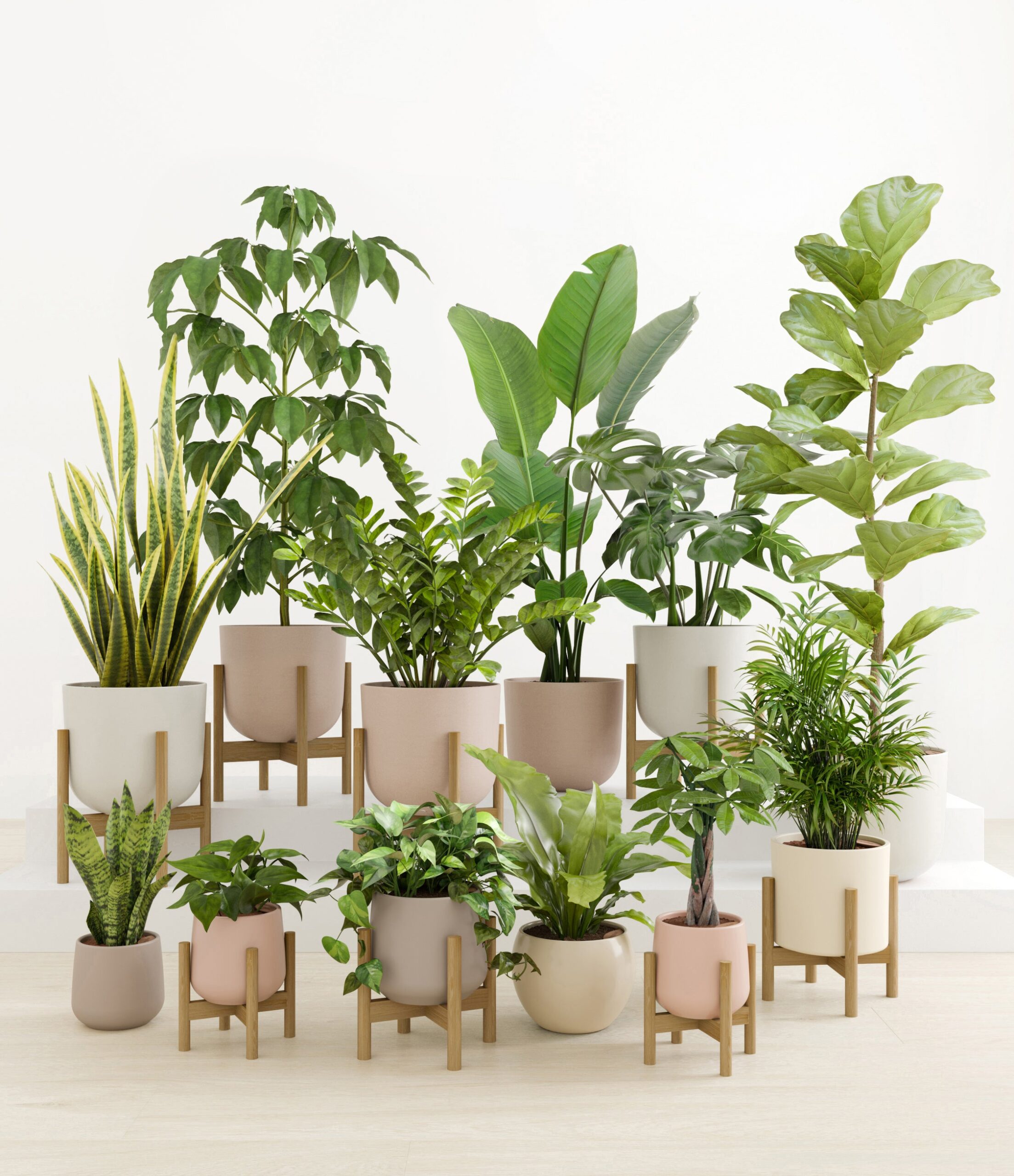 Jaw-Dropping_Jungle_studio_sandy_8_stands.jpg
