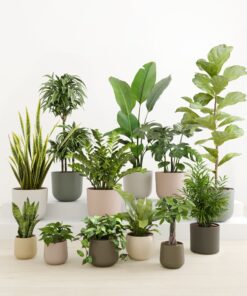 Jaw-Dropping Jungle
