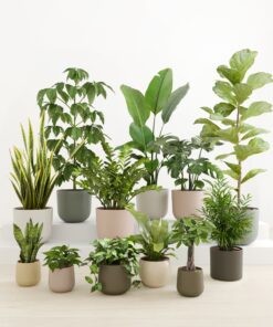 Jaw-Dropping Jungle