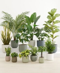 Jaw-Dropping Jungle