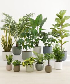 Jaw-Dropping Jungle