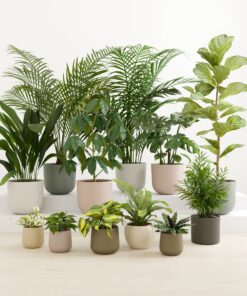 Jaw-Dropping Jungle