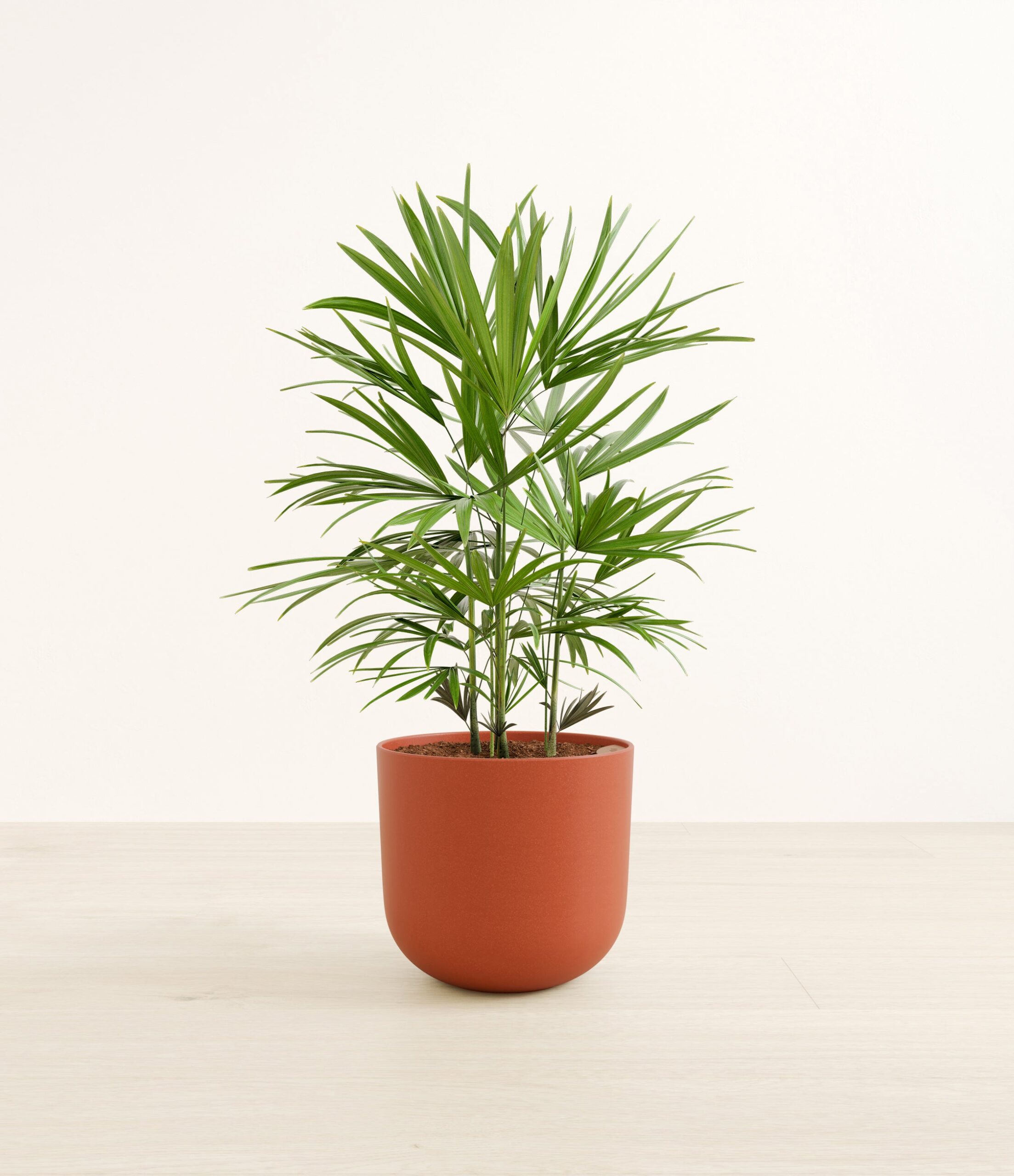LadypalmLarge_Earth_Red.jpg