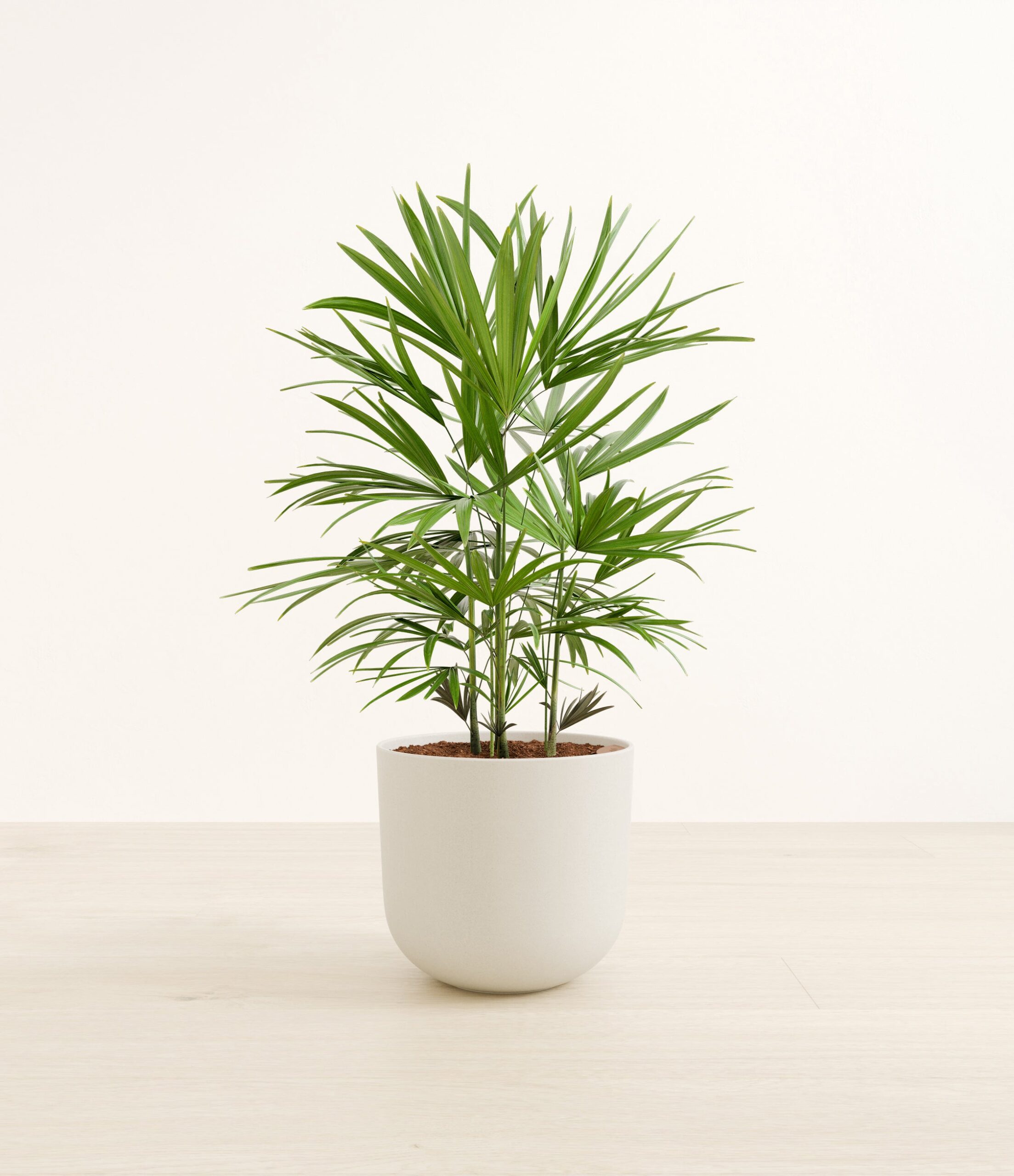 LadypalmLarge_Natural_Bamboo.jpg