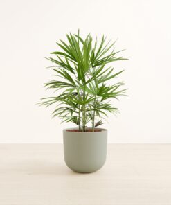 Lady Palm - Large Agatha