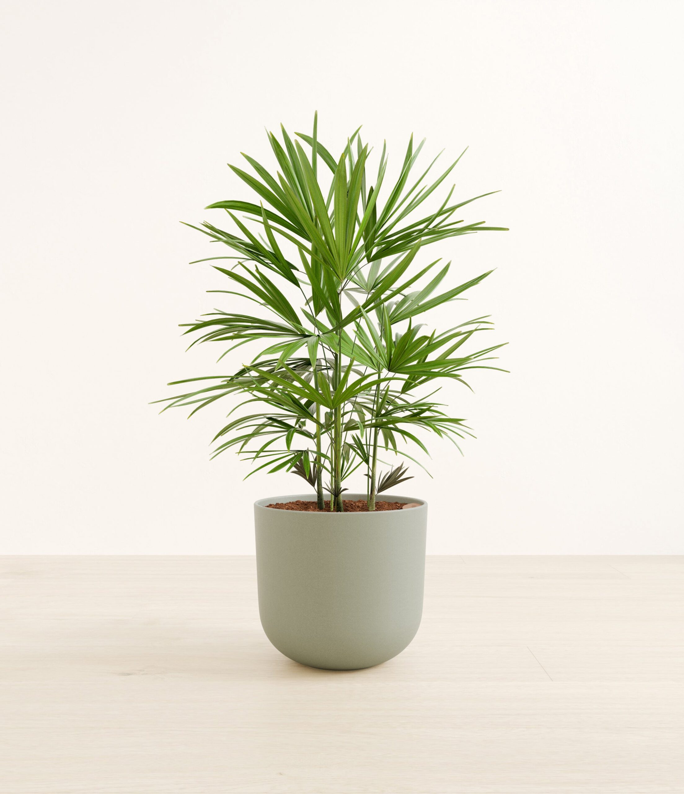 LadypalmLarge_Sage_Green.jpg
