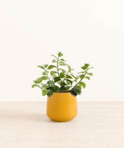 Lipstick Plant - Medium Amber