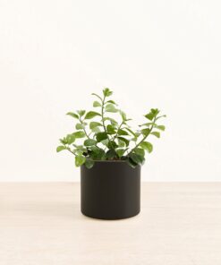 Lipstick Plant - Medium Era