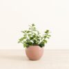Lipstick Plant - Medium Monet