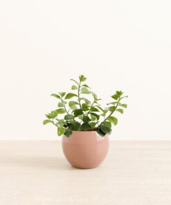 Lipstick Plant - Medium Monet