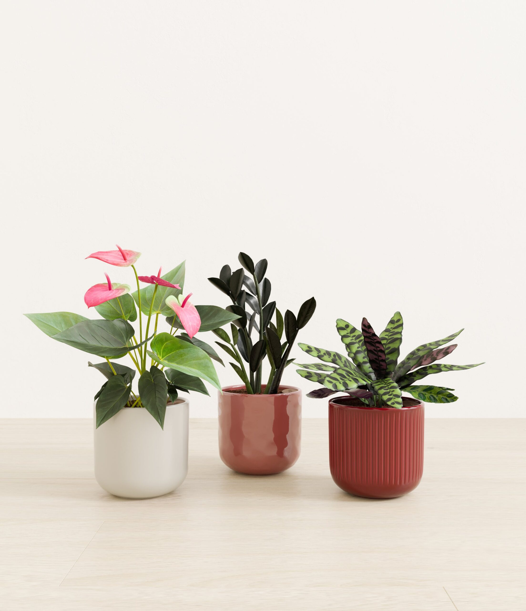 Love_spell_trio_USA_studio_coral_elegance_palette_0_stands.jpg