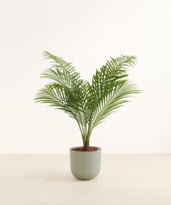Majesty Palm - Huge Agatha