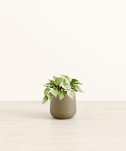 Marble Pothos - Small Amber