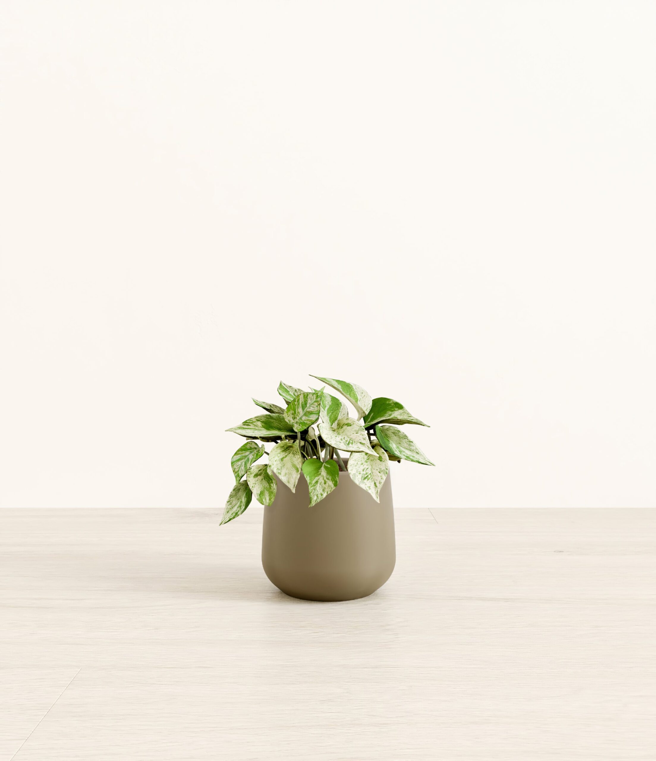 MarblePothosAmber_small_army_green_599b711e-7626-4344-a76b-6913be6fae09.jpg