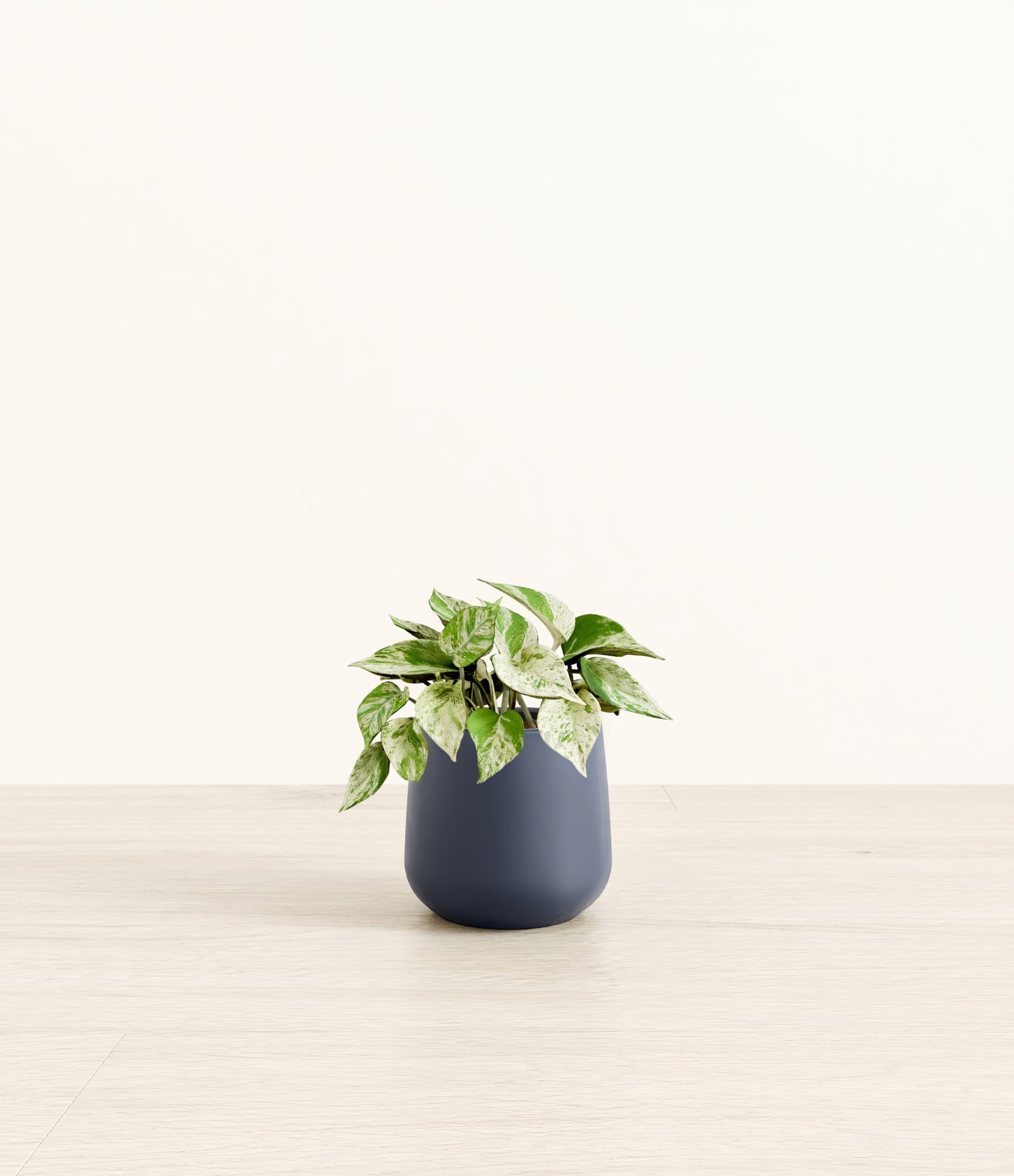 MarblePothosAmber_small_blue_78bb7be7-aa26-4549-bb55-640f073eb1c8.jpg