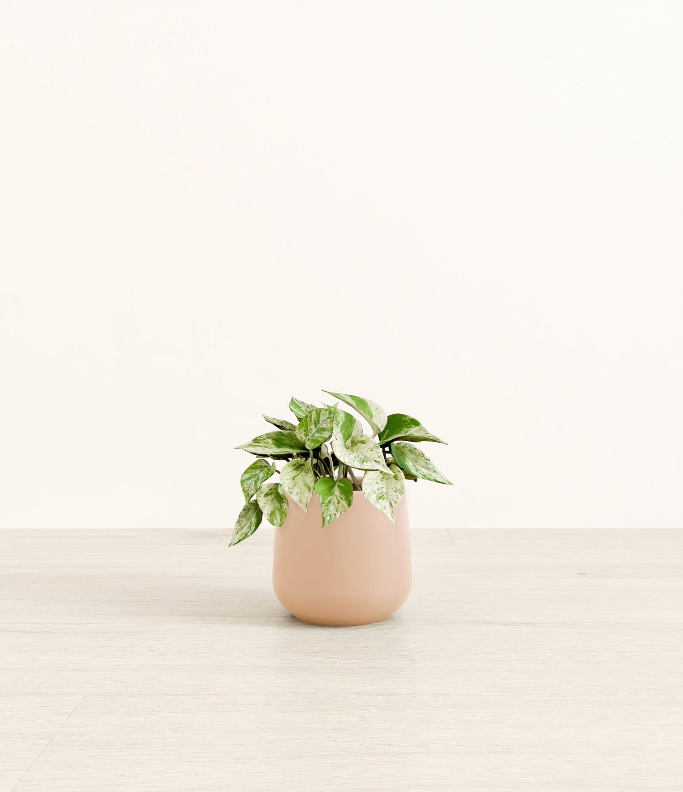 MarblePothosAmber_small_light_pink_e2f6509e-9ecb-403c-82db-8694c8221a59.jpg
