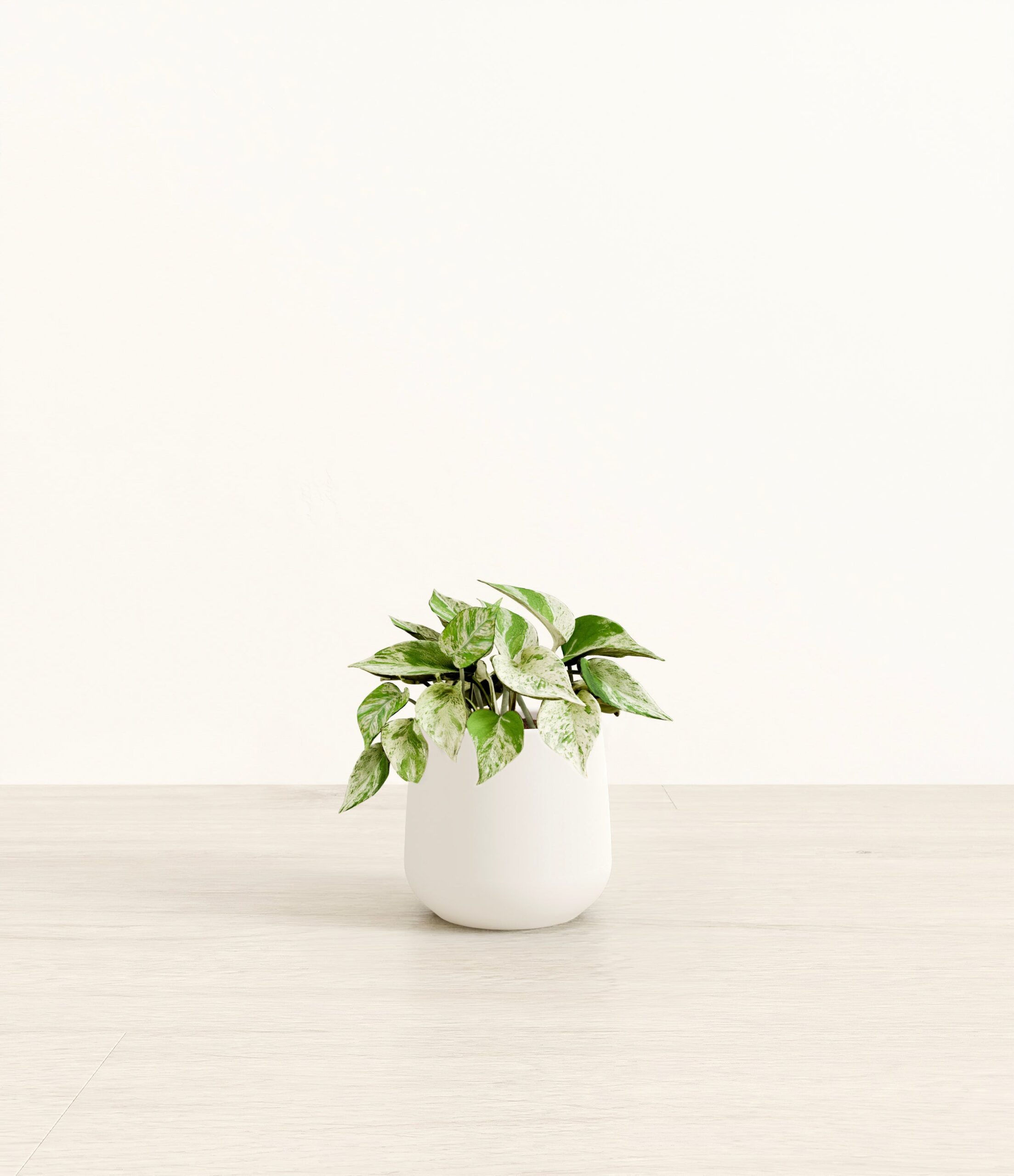 MarblePothosAmber_small_white-2.jpg
