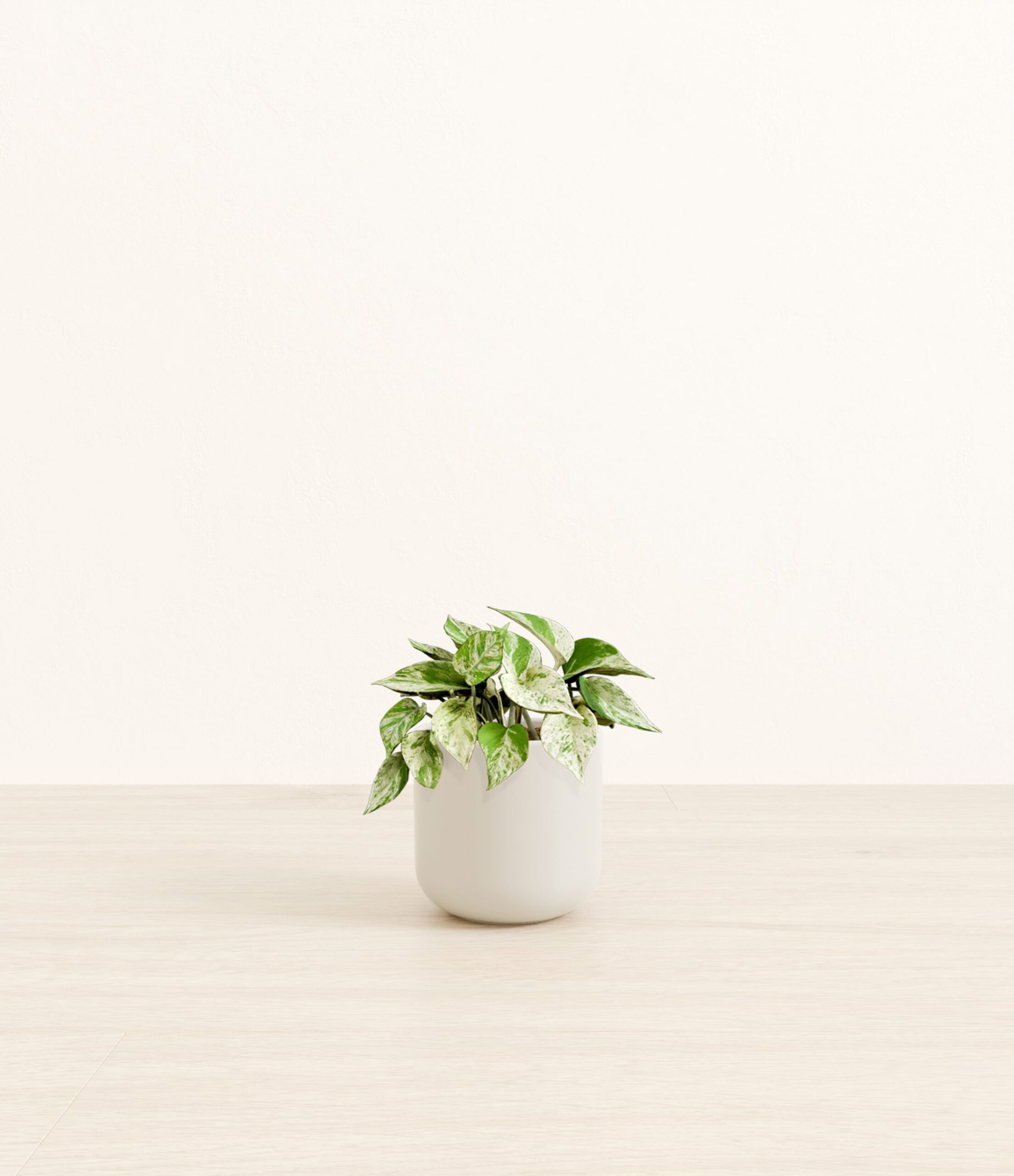 MarblePothosSmall_Natural_Bamboo.jpg
