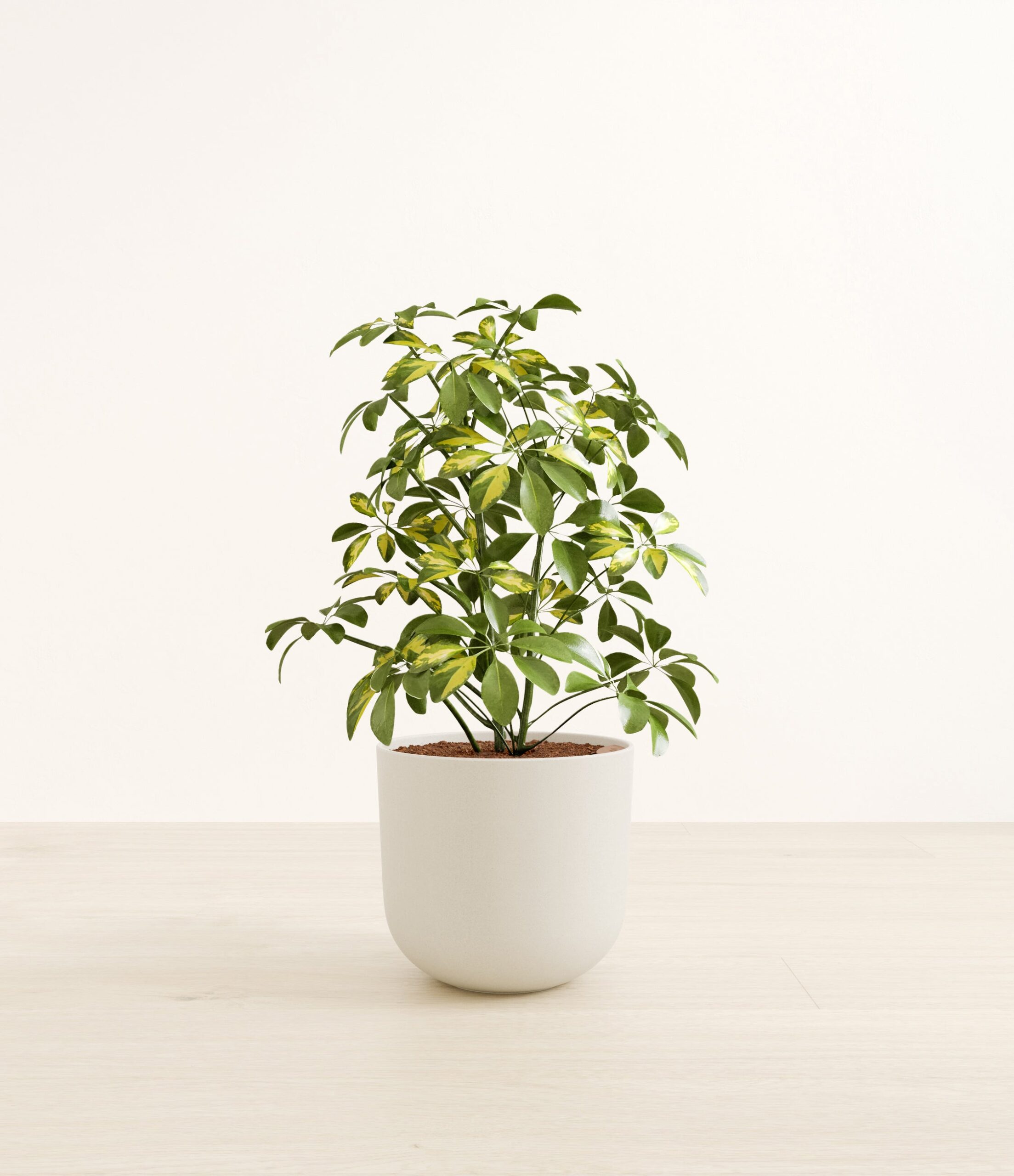 MarbleScheffleraLarge_Natural_Bamboo_380f097f-15d8-4099-8cdb-59b7fa527daa.jpg