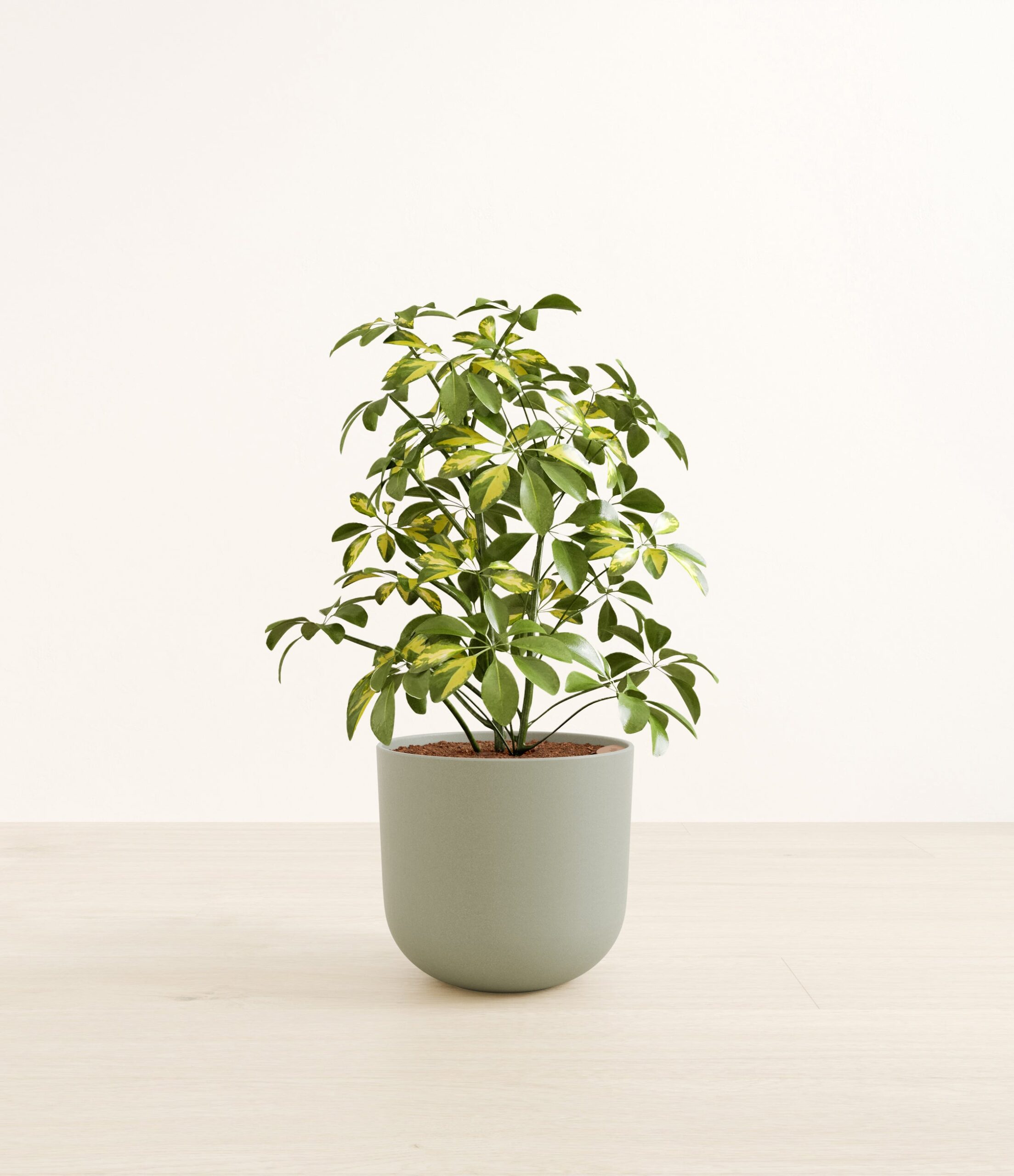 MarbleScheffleraLarge_Sage_Green.jpg
