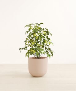 Marble Schefflera - Large Agatha