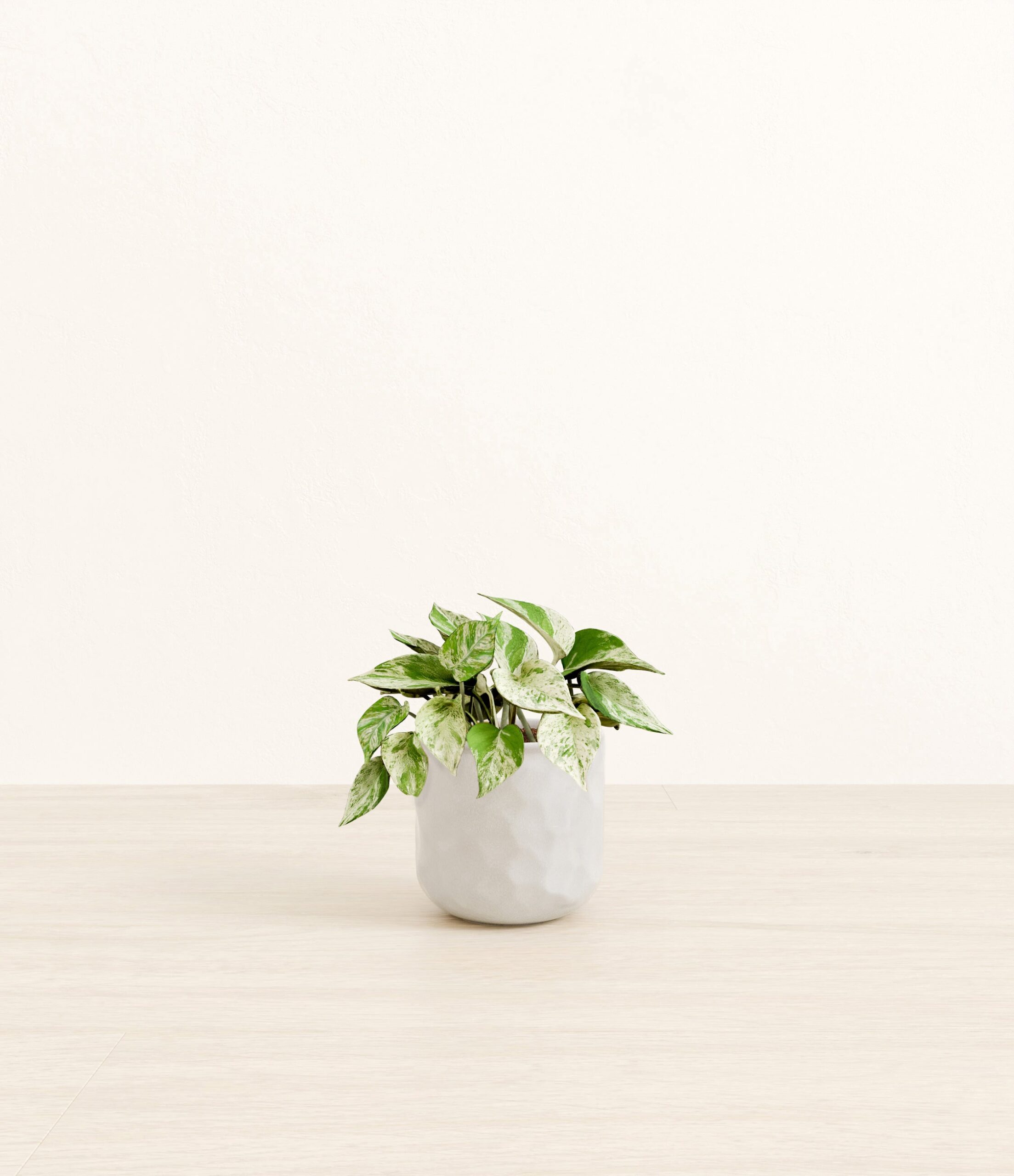 Marble_Pothos_Hammerd_Ivory.jpg