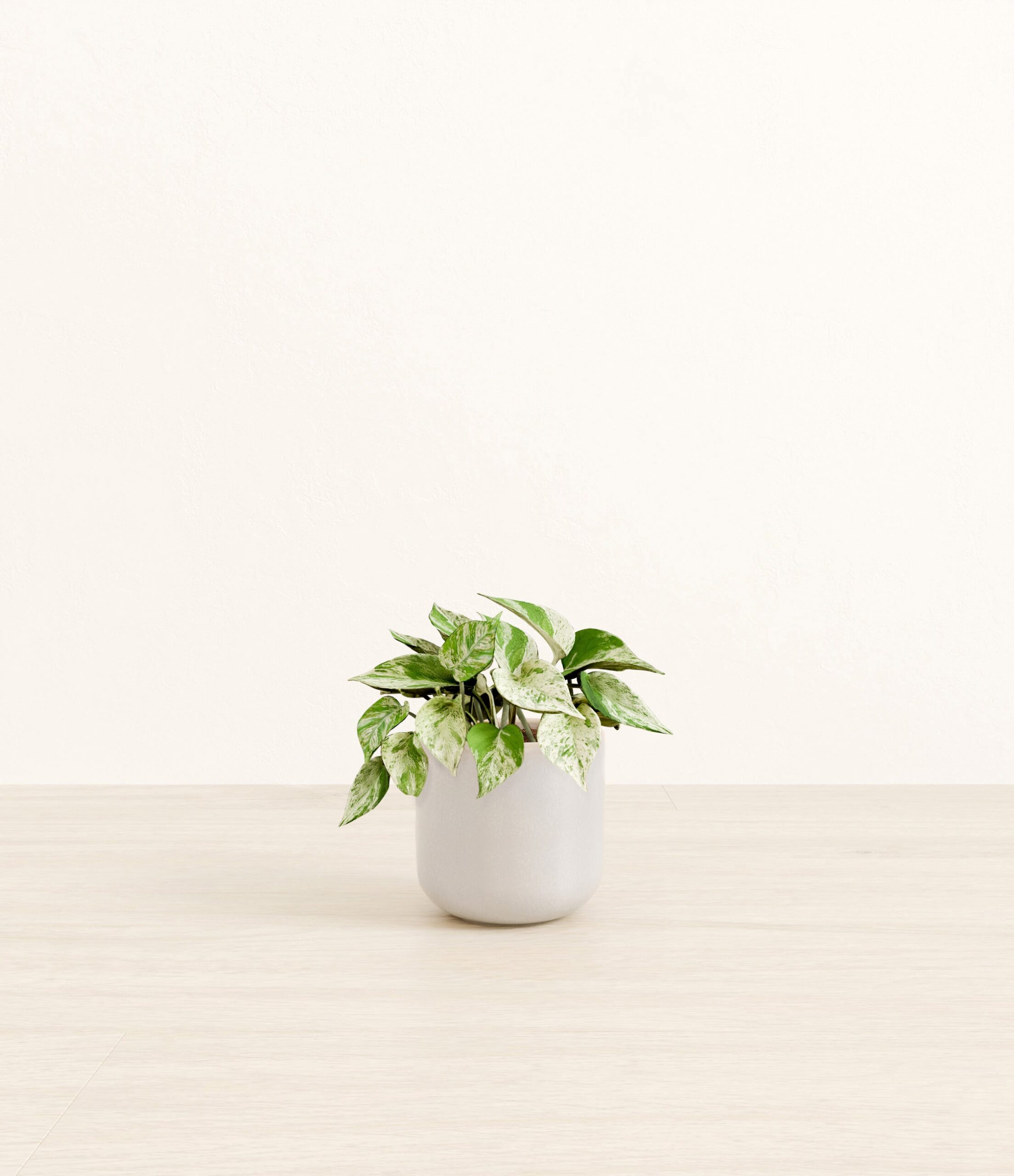 Marble_Pothos_Snowdrift_White.jpg