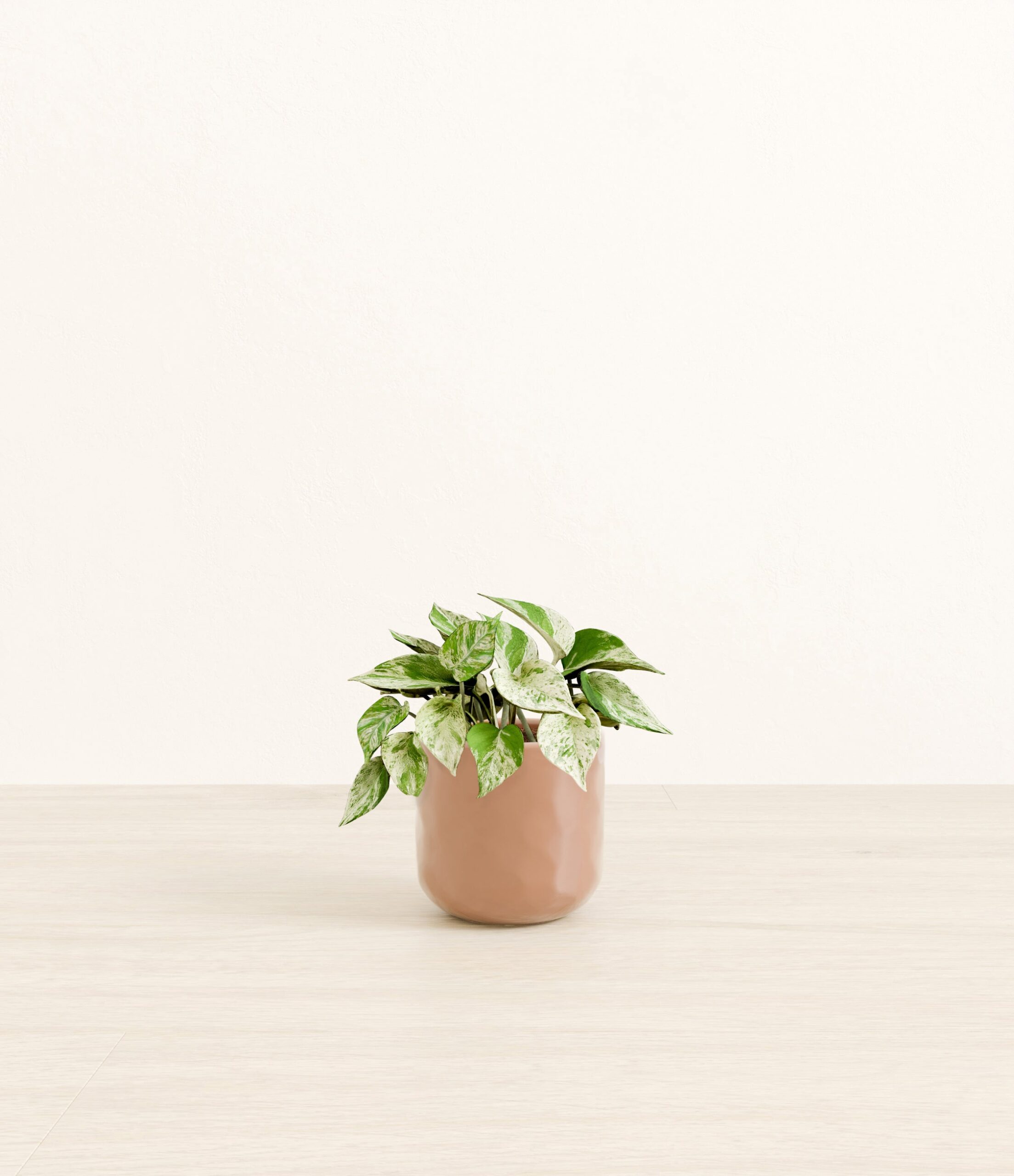 Marble_Pothos_peach_pink_hammered.jpg