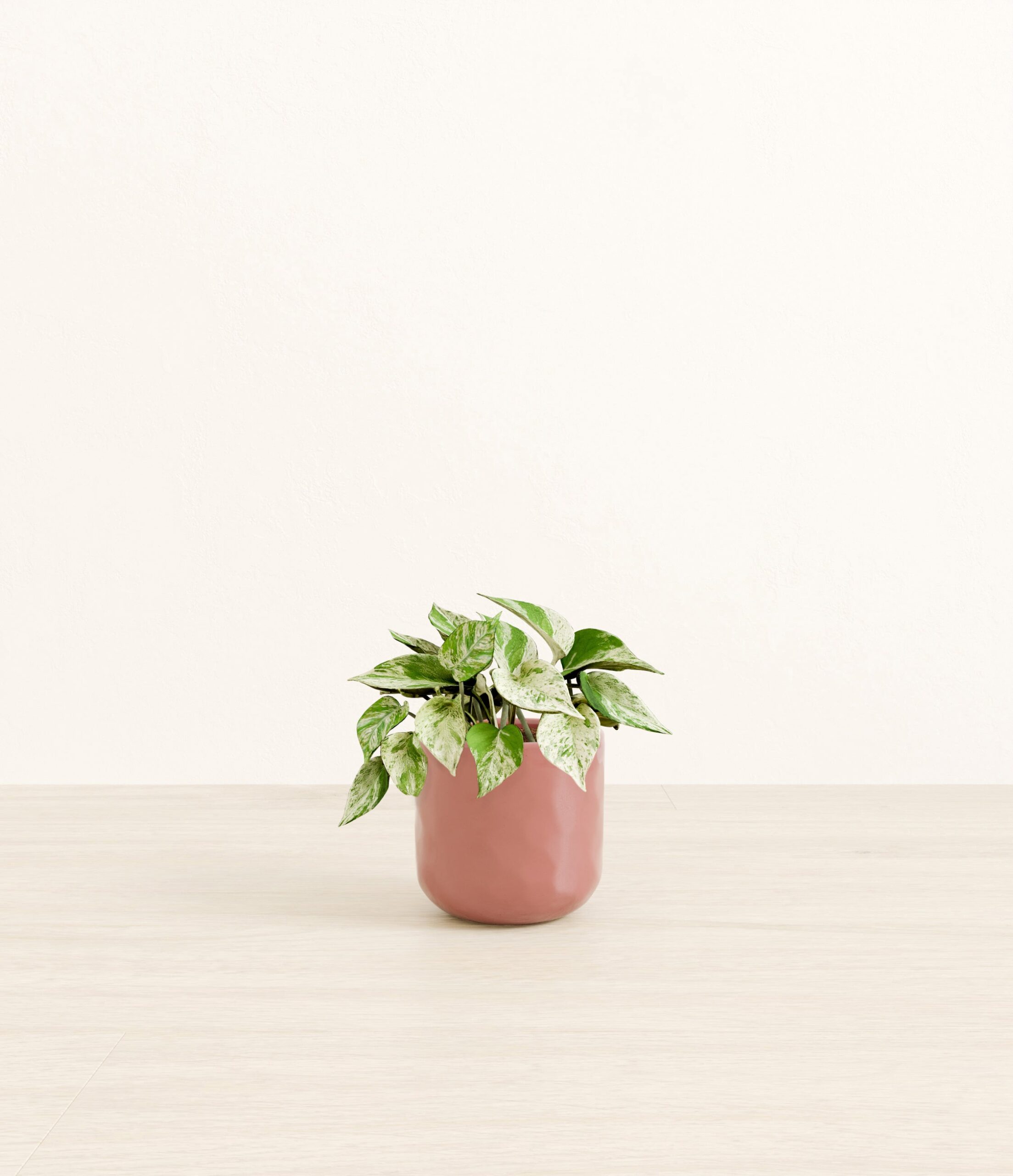 Marble_Pothos_pink_hammered.jpg