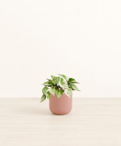 Marble Pothos - Small Small Yoko