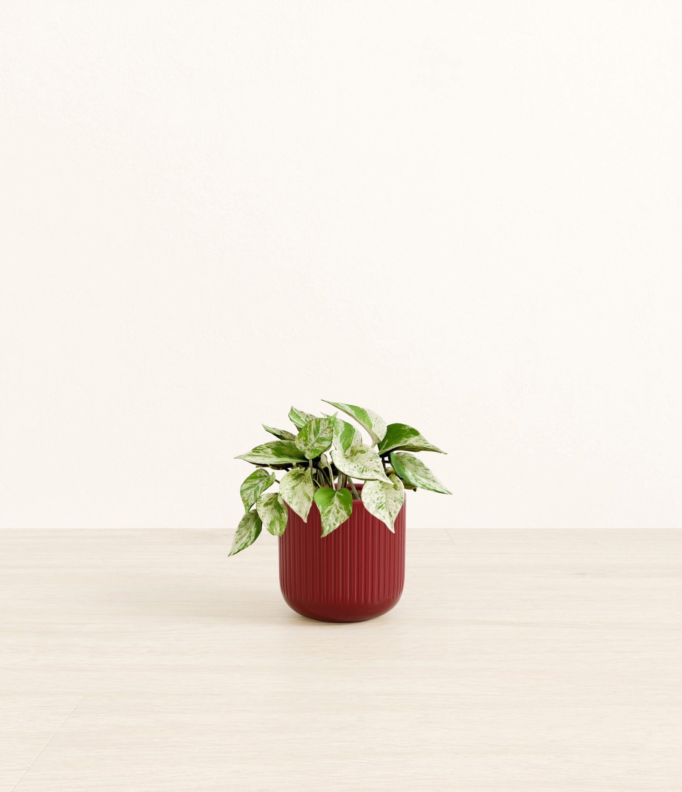Marble_Pothos_red_striped.jpg