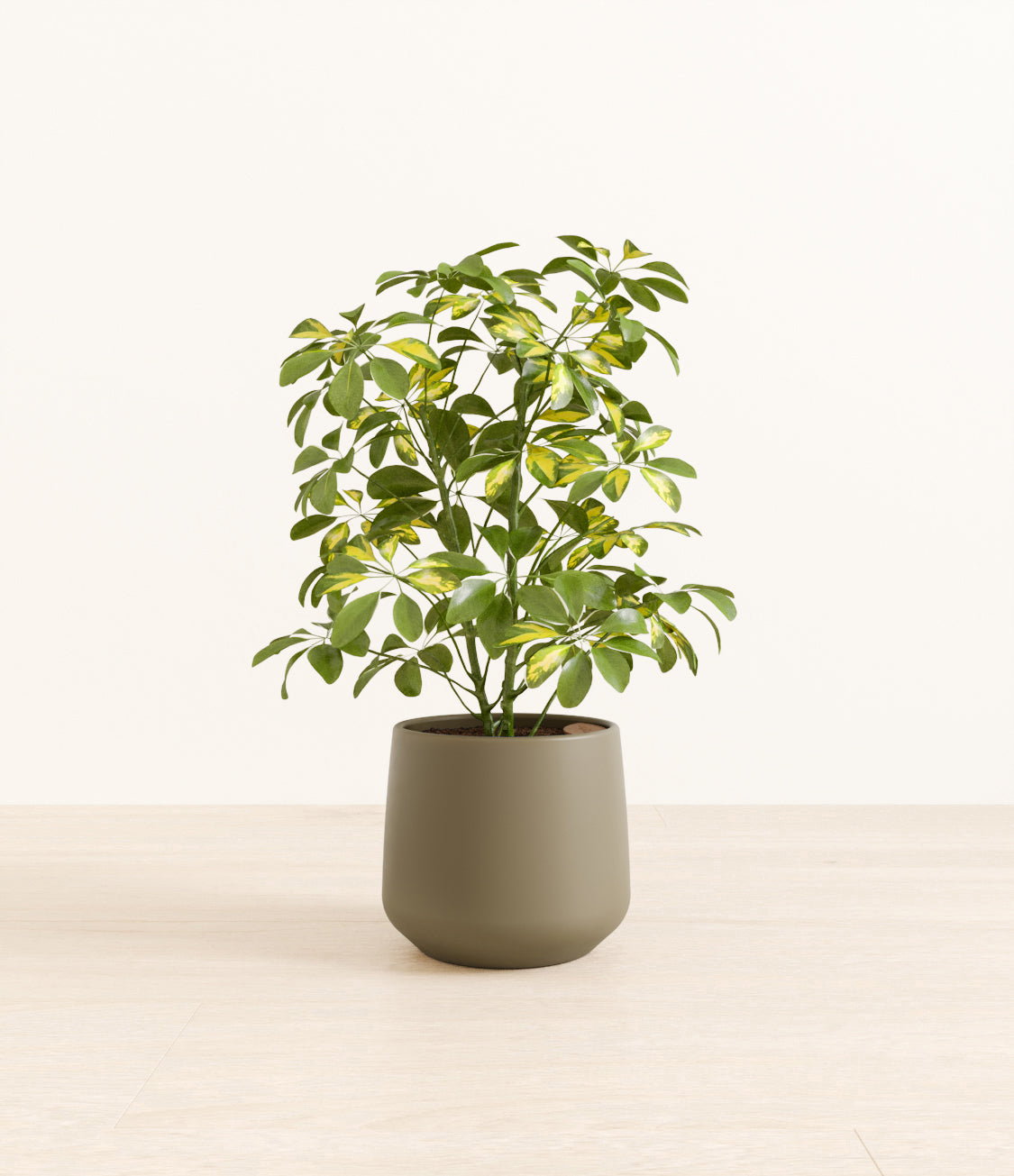 Marble_Schefflera_amber_army_green.jpg