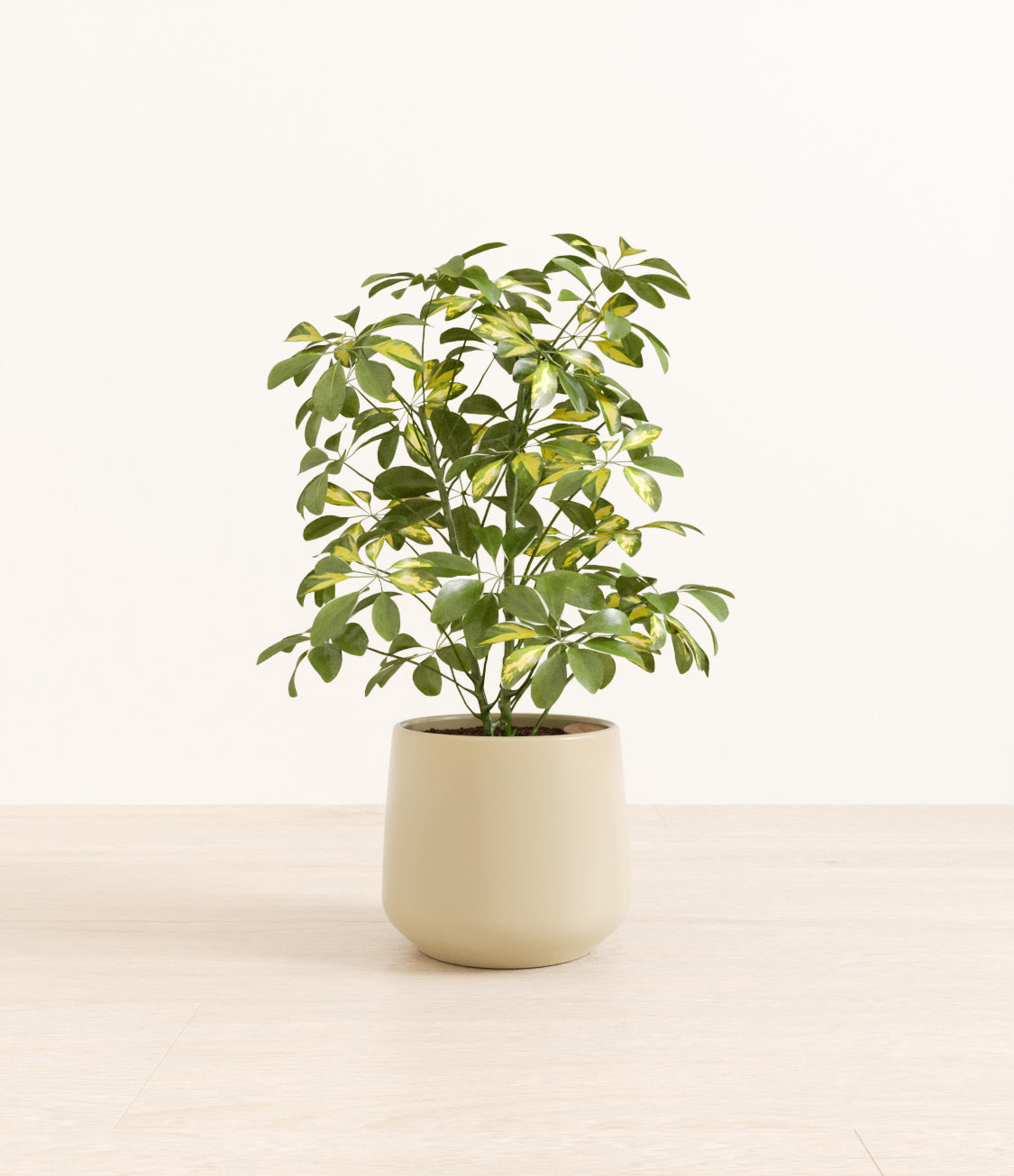 Marble_Schefflera_amber_beige.jpg