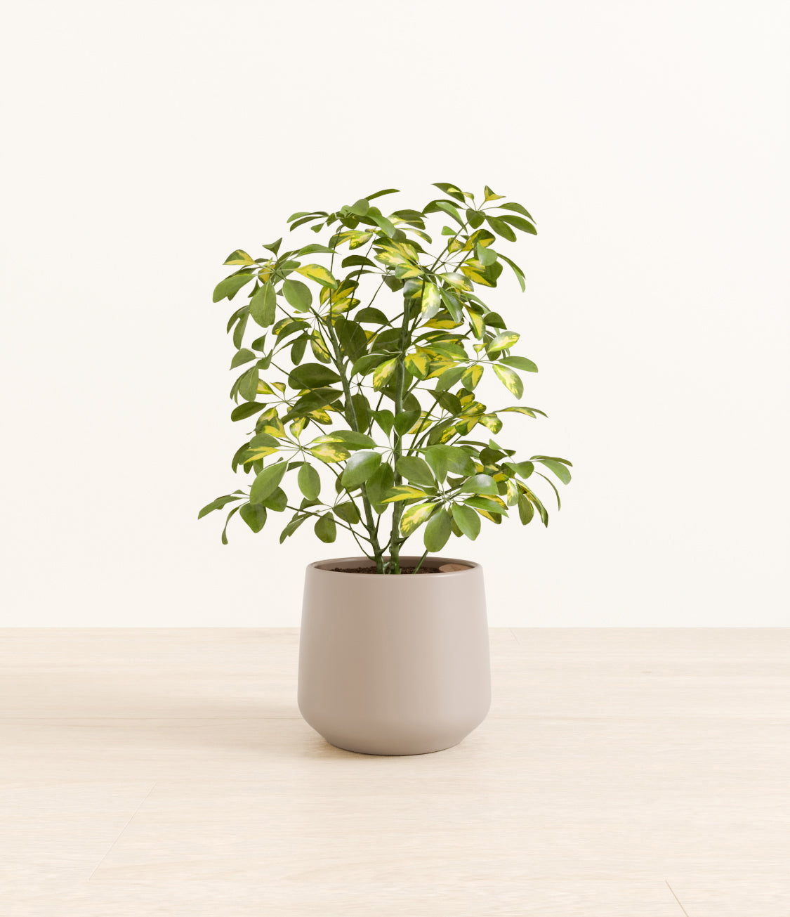 Marble_Schefflera_amber_light_grey.jpg
