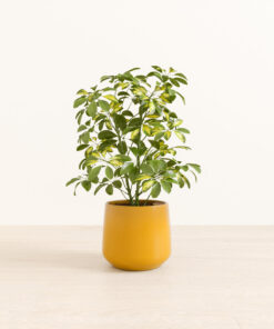 Marble Schefflera - Medium Amber
