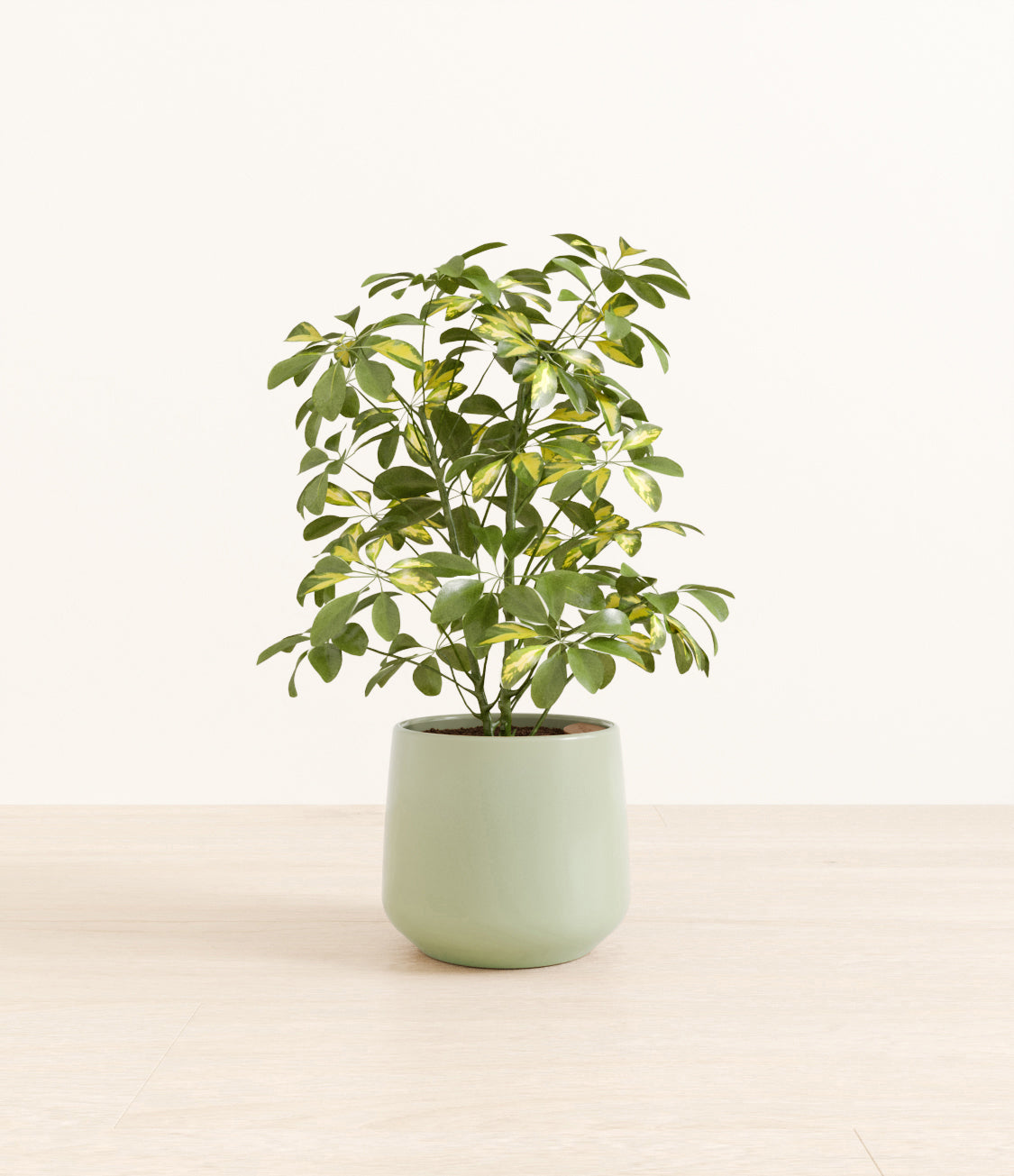 Marble_Schefflera_amber_ocean_light.jpg