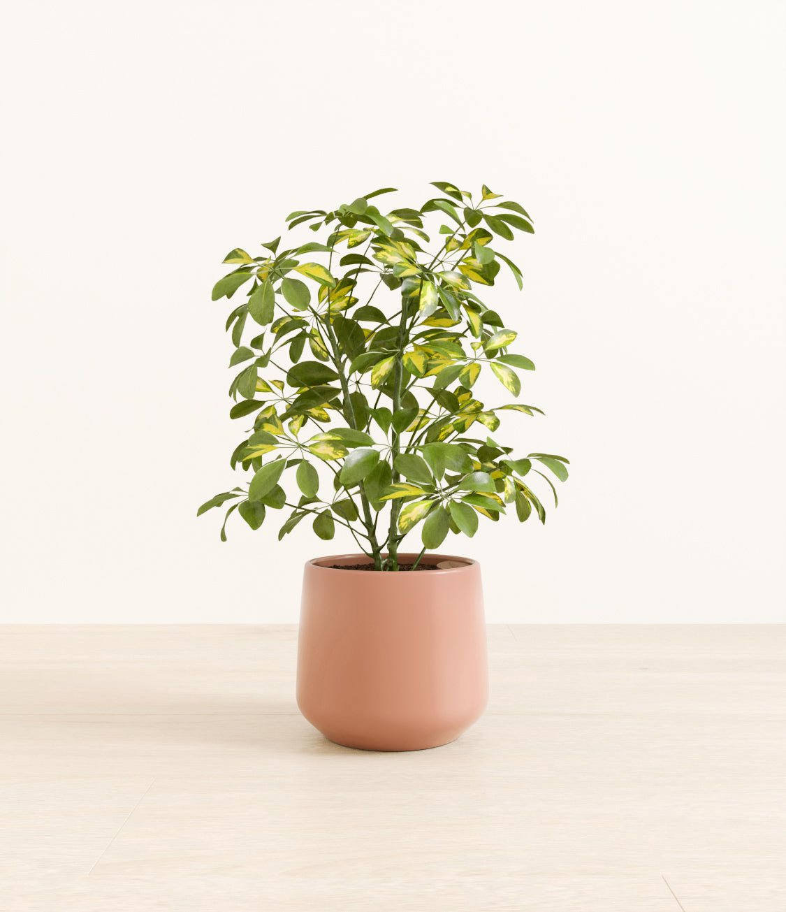 Marble_Schefflera_amber_old_rose.jpg