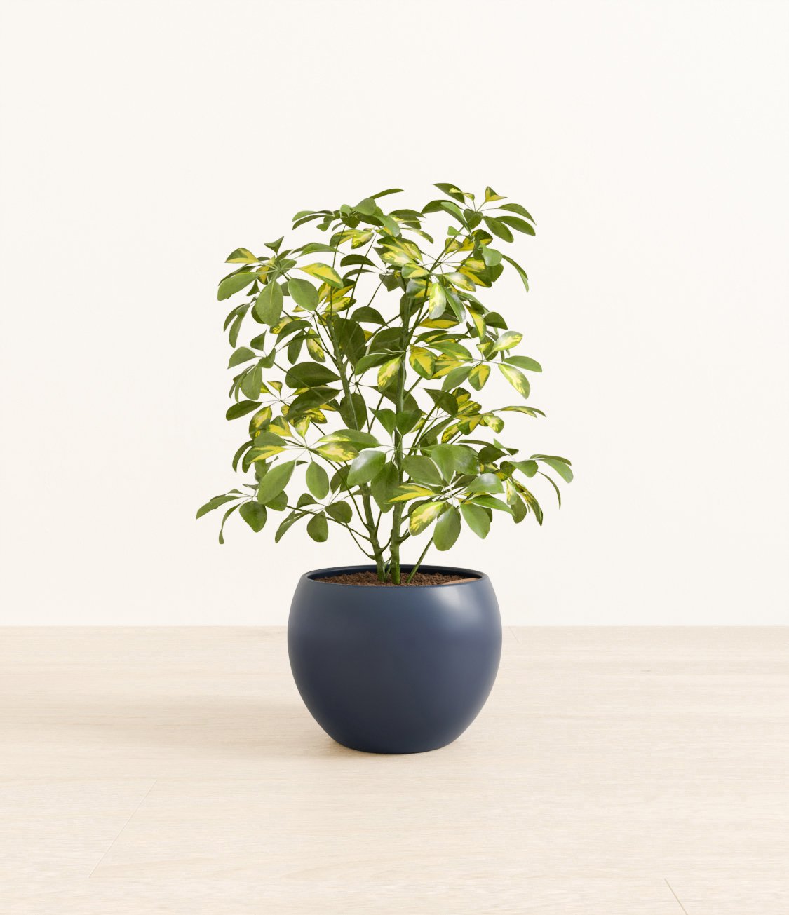 Marble_Schefflera_monet_blue.jpg