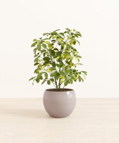 Marble Schefflera - Medium Monet