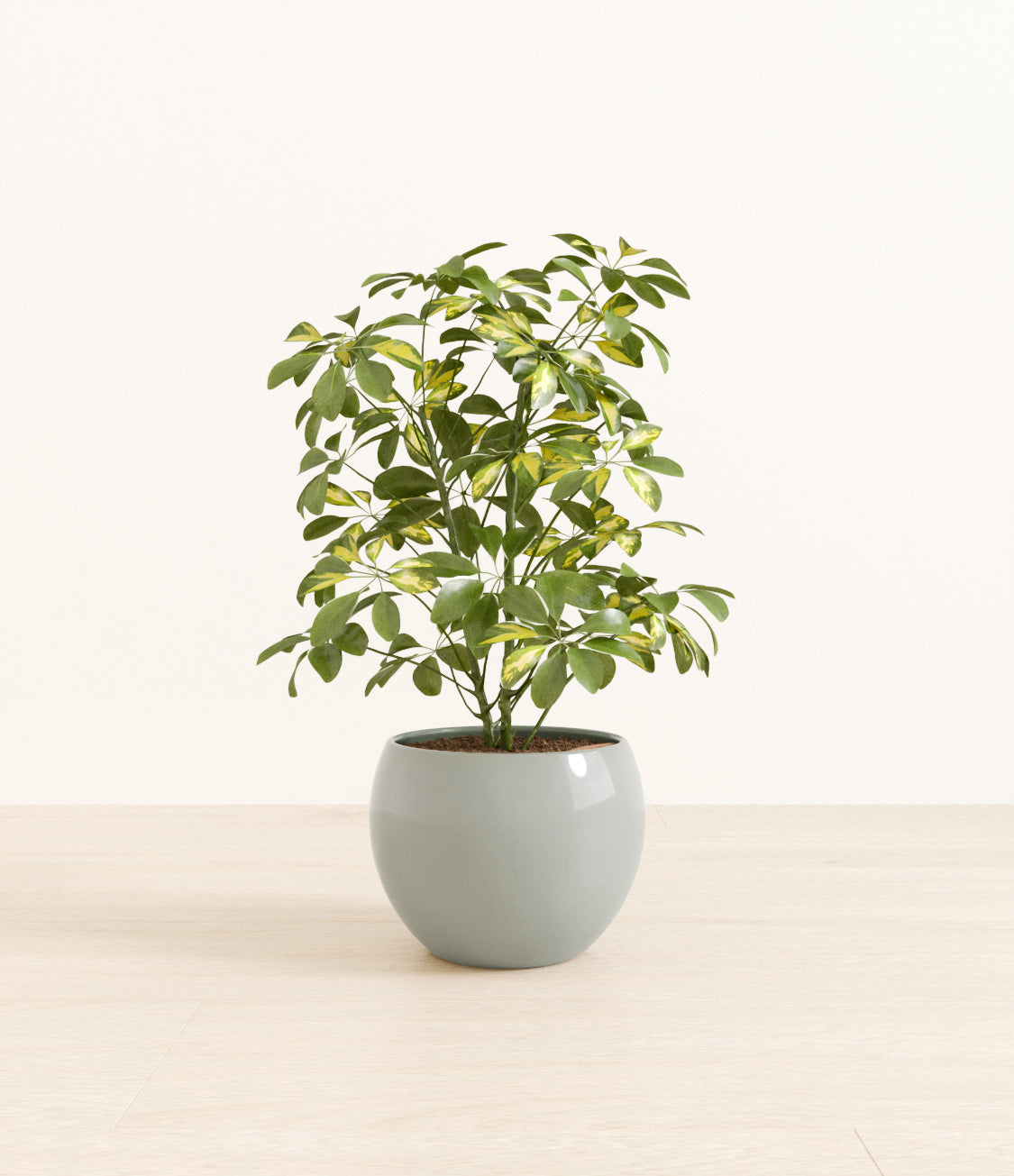 Marble_Schefflera_monet_ocean_0221d39a-22f2-4a4e-8071-3b2f3ba6f490.jpg