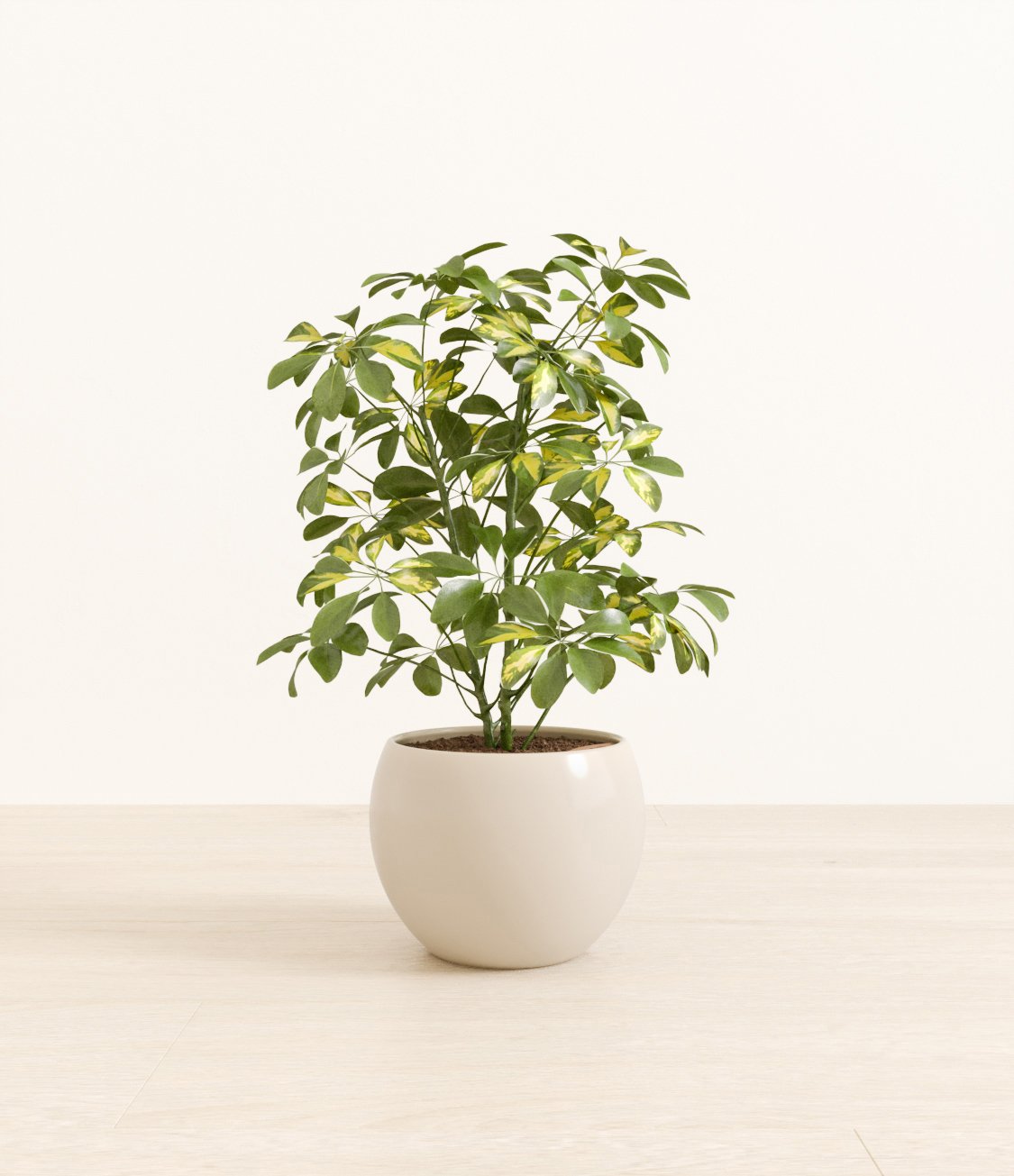 Marble_Schefflera_monet_white_cream.jpg
