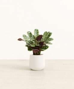 Marxii Calathea - Small Amber